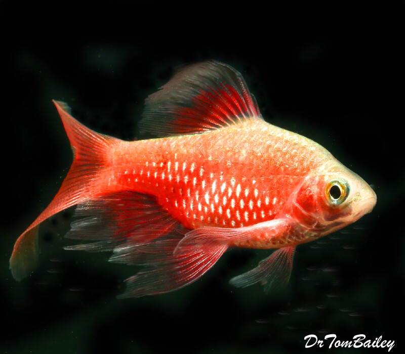 Premium Longfin Rosy Barb Male