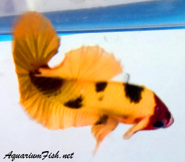 Premium MALE WYSIWYG Rare Nemo Candy Koi Plakat Betta