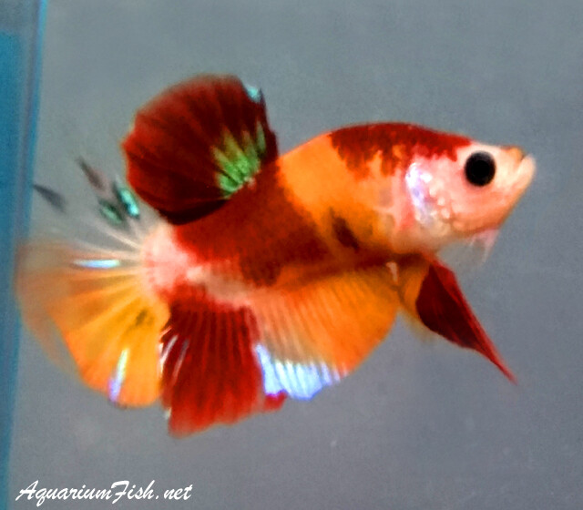 Premium MALE WYSIWYG Rare Candy Nemo Koi Plakat Betta