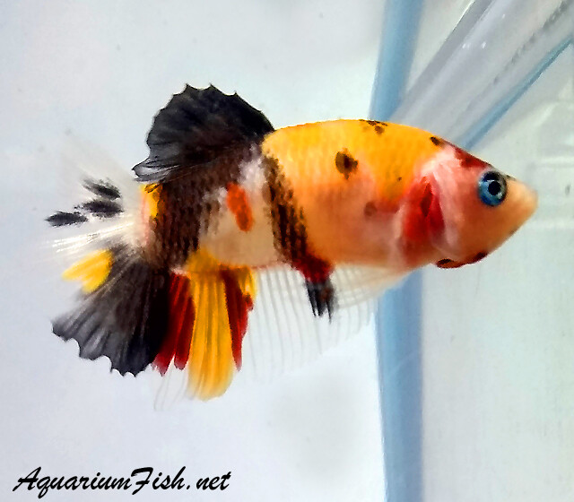 Premium MALE WYSIWYG Rare Candy Koi Plakat Betta
