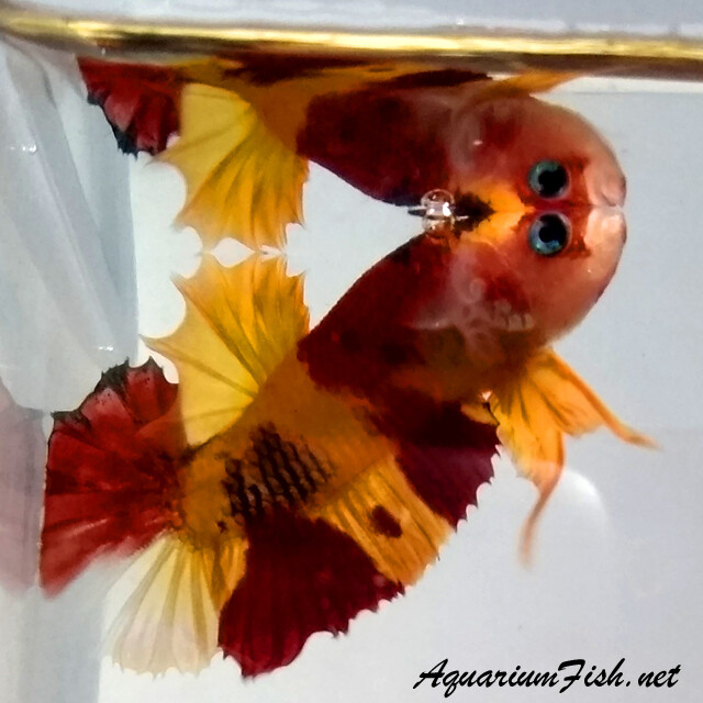 Premium MALE WYSIWYG Rare Nemo Candy Koi Plakat Betta