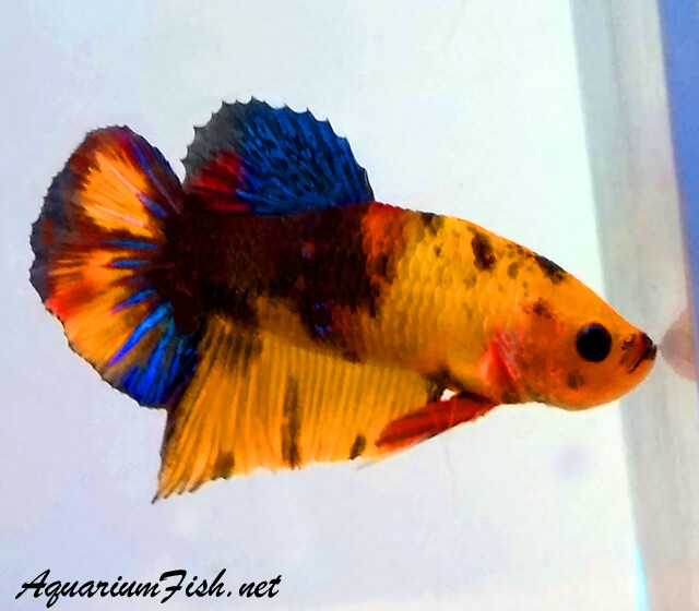 Premium MALE WYSIWYG Rare Candy Koi Plakat Betta