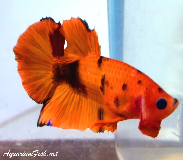 Premium MALE WYSIWYG Rare Candy Nemo Koi Plakat Betta