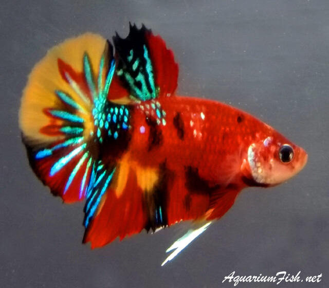 Premium MALE  Super Candy Koi Plakat Betta