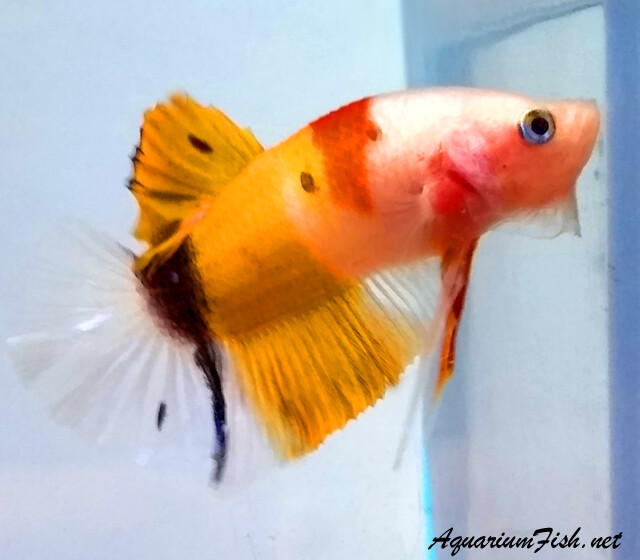 Premium MALE WYSIWYG Rare Candy Koi Plakat Betta