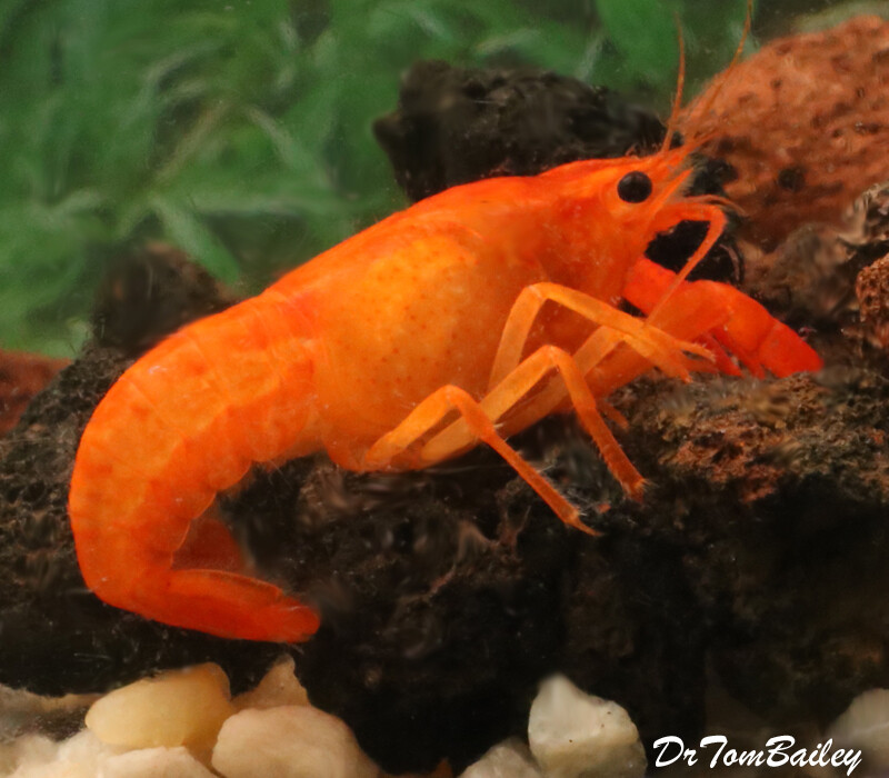 Premium Rare Freshwater Persimmon Orange Lobster