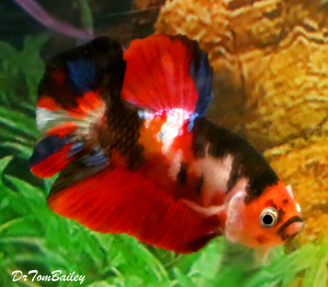 Premium MALE Rare Candy Koi Plakat Betta