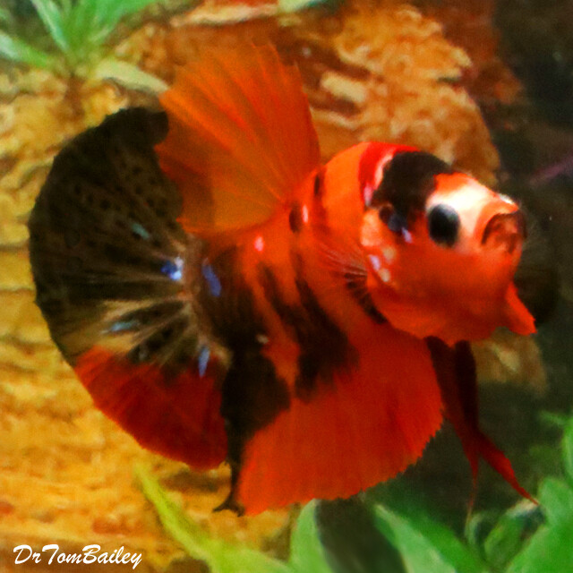 Premium MALE Rare Candy Koi Plakat Betta