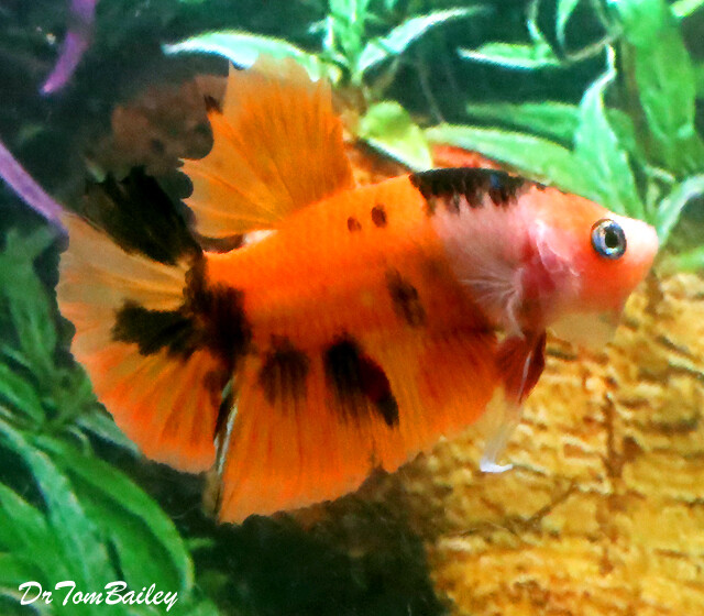 Premium MALE Rare Candy Koi Plakat Betta