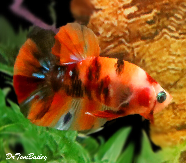 Premium MALE Rare Candy Koi Plakat Betta