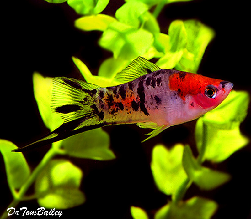 Premium New &amp; Rare, Showa (Koi) Swordtail