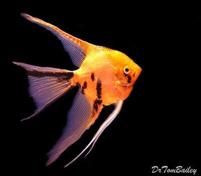 Premium Gold Marbled Veiltail Angelfish