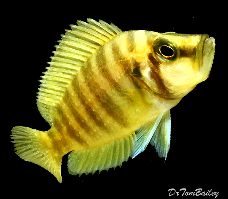Premium Rare WILD, Lake Tanganyika Gold Head Altolamprologus Compressiceps Cichlid