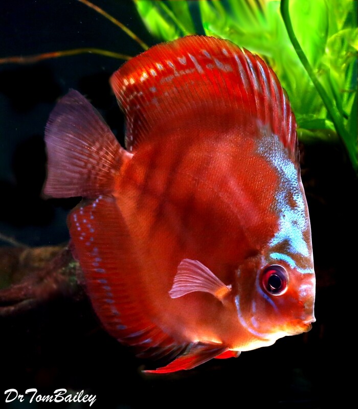 Premium Rare Alenquer Red Discus Fish
