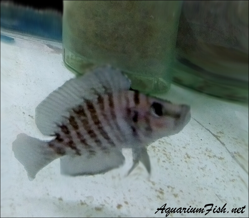 Premium Rare WILD, Lake Tanganyika, Black Altolamprologus Calvus Cichlid