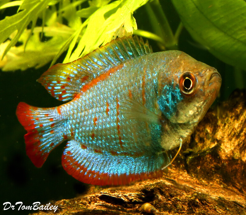 Premium New and Rare, Young MALE Blue Coral Dwarf Gourami