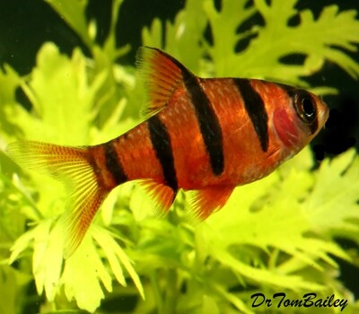 Premium Rare and New, 5-Banded Barb