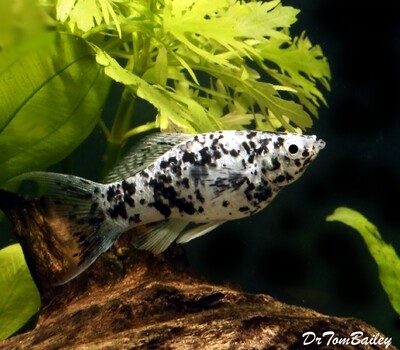 Premium Dalmatian Lyretail Molly