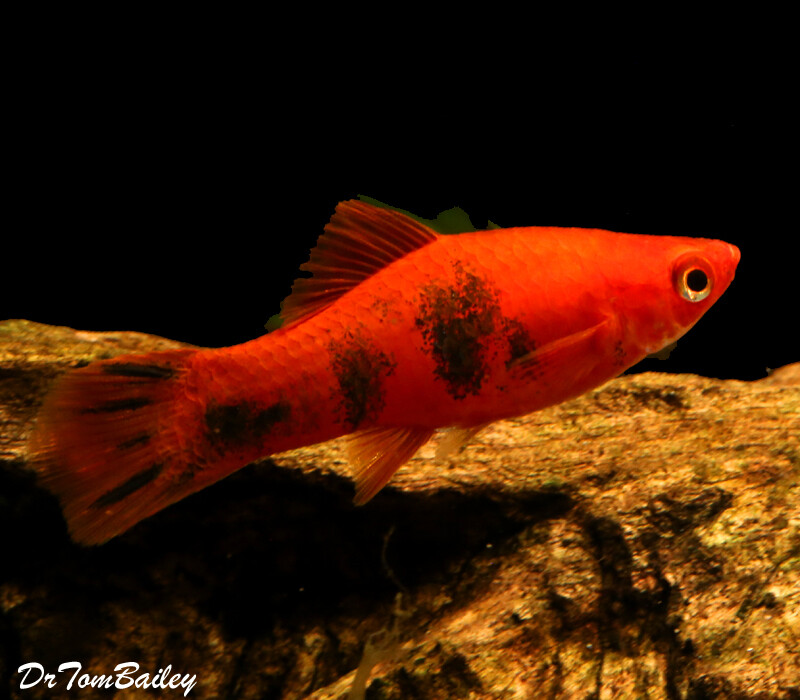 Premium FEMALE Painted Swordtail