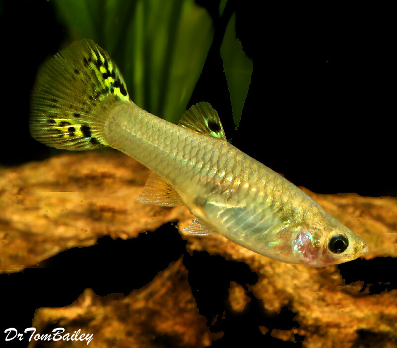 Premium FEMALE Leopard Tail Fancy Guppy