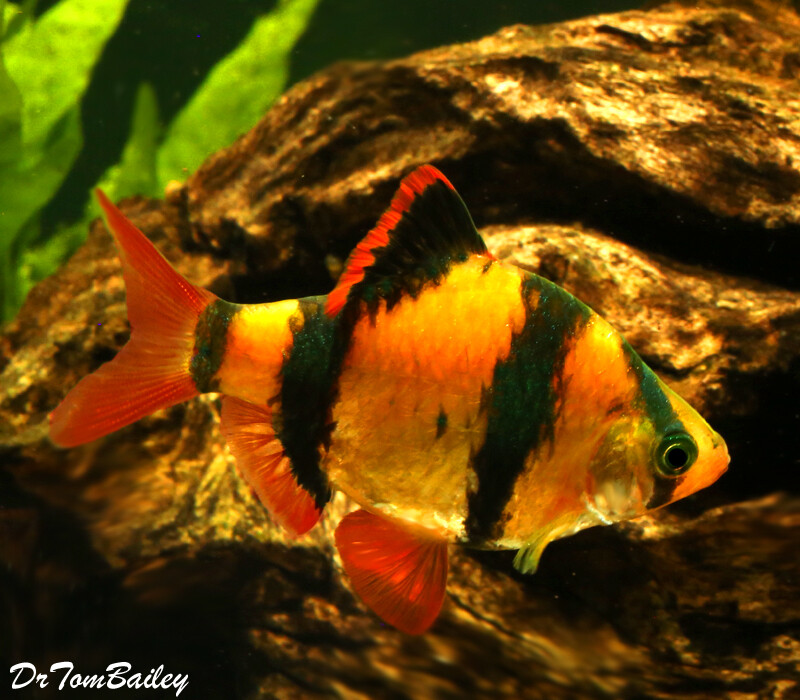 Premium New Electric Orange GloFish Tiger Barb, on SALE