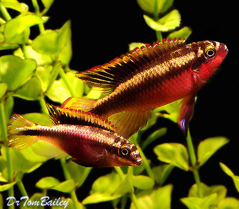 Premium Kribensis Cichlid, on SALE