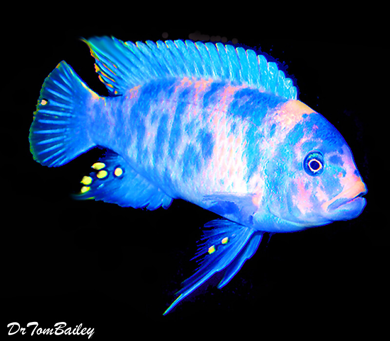 Premium Malawi OB Zebra Mbuna Cichlid SALE - was $9.99