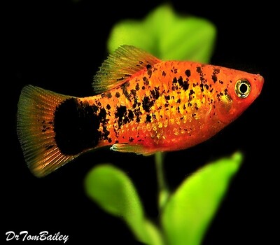 Premium Calico Painted Platy