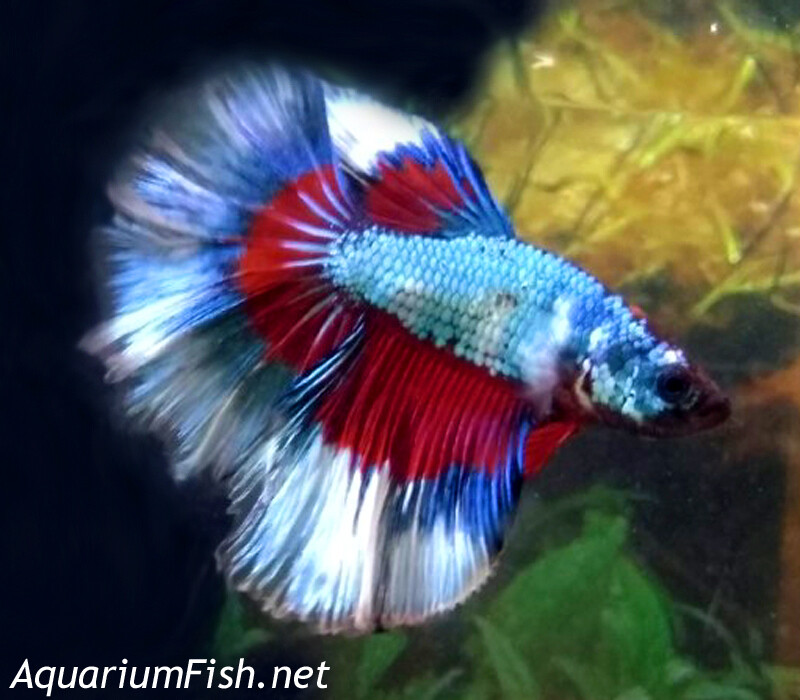 Premium MALE Butterfly Halfmoon Betta Fish