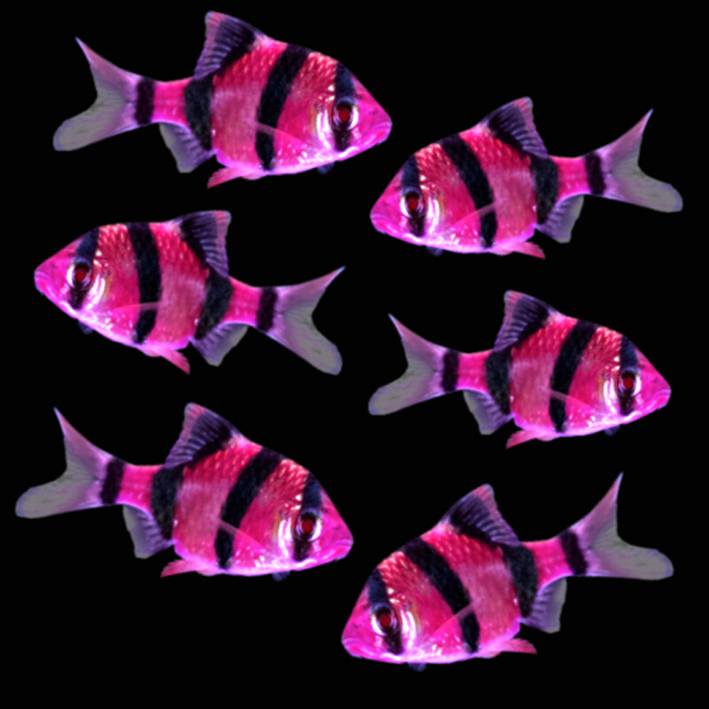 Premium New Electric Very-Purple GloFish Tiger Barb
