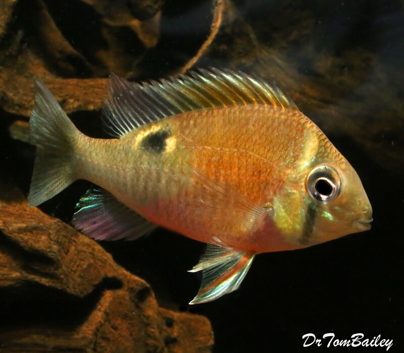 Premium Rare WILD, Cupid Cichlid, Biotodoma Cupido