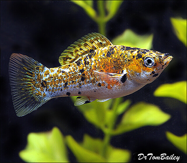 Premium Rare, FEMALE Cream Dalmatian Sailfin Molly
