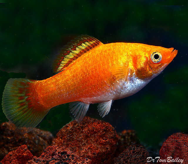 Premium FEMALE Gold Metallic Sailfin Molly