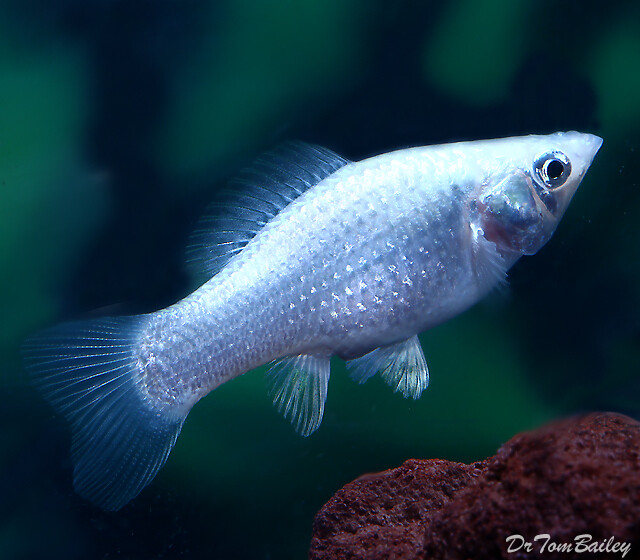Premium FEMALE Silver Sailfin Molly