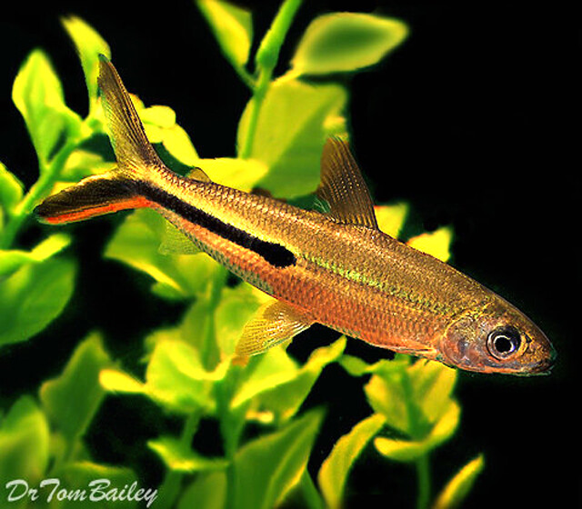 Premium Redtail Hemiodus Tetra
