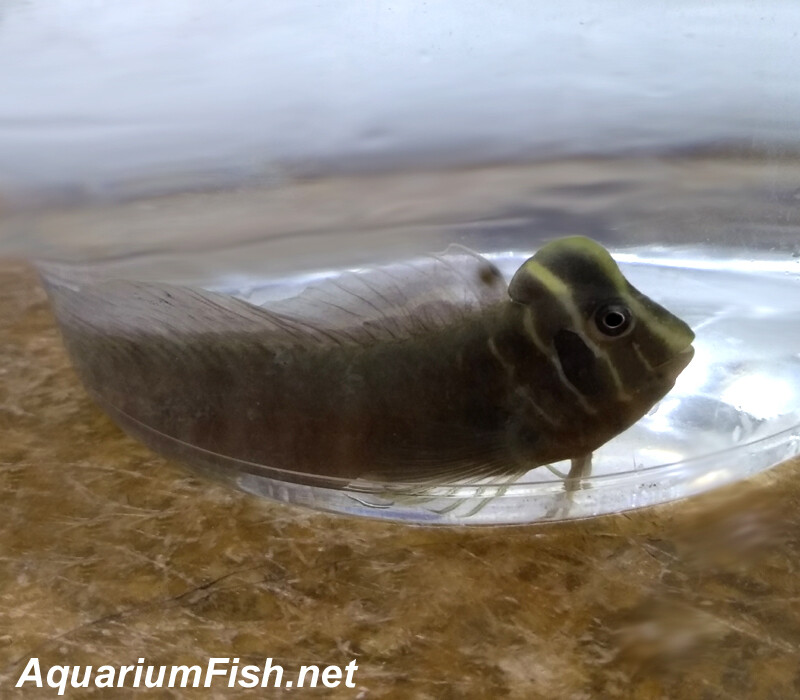 Premium, New, Rare, WILD, Freshwater Top Hat Blenny, Omobranchus fasciolatoceps