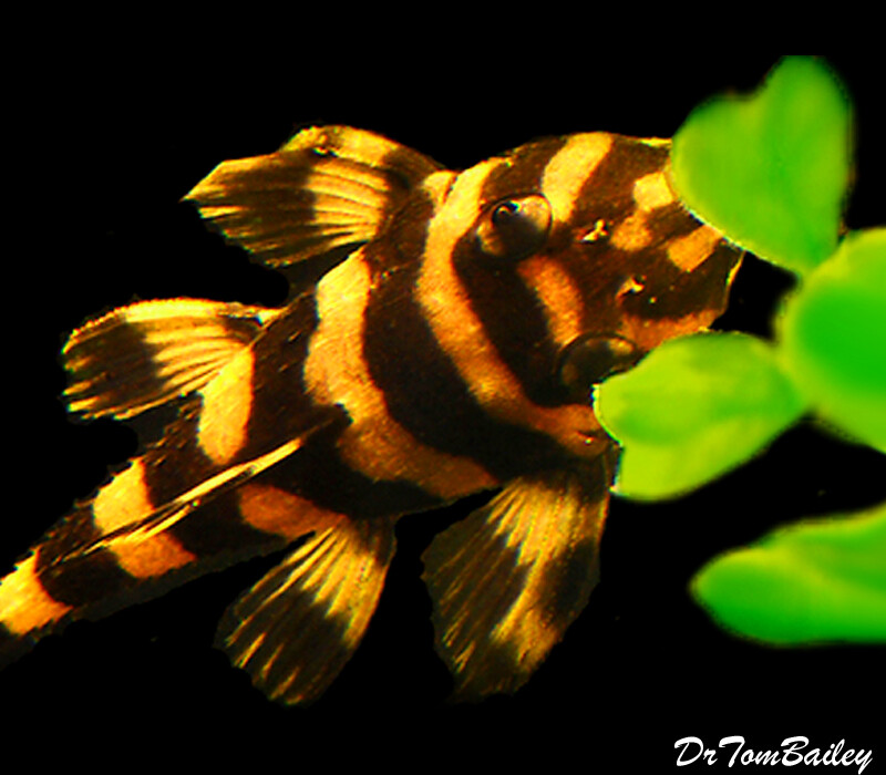 Premium Rare and WILD, Butterfly Pleco, L52