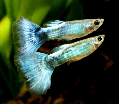 Premium MALE Blue Diamond Fancy Guppy