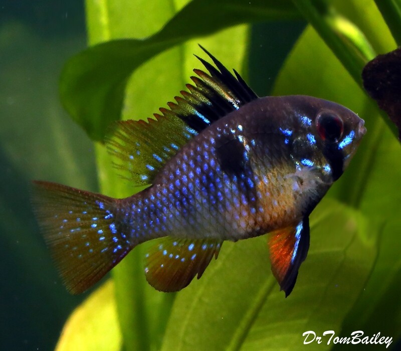 Premium, New, Rare, German Black Ram Cichlid