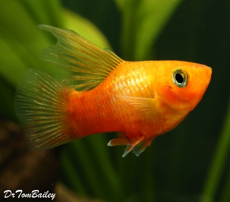 Premium Sunset Variatus Hifin Platys