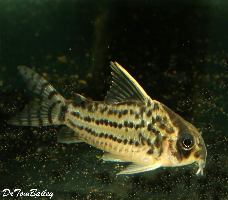 Premium, New, WILD Schwartzi Corydoras Catfish