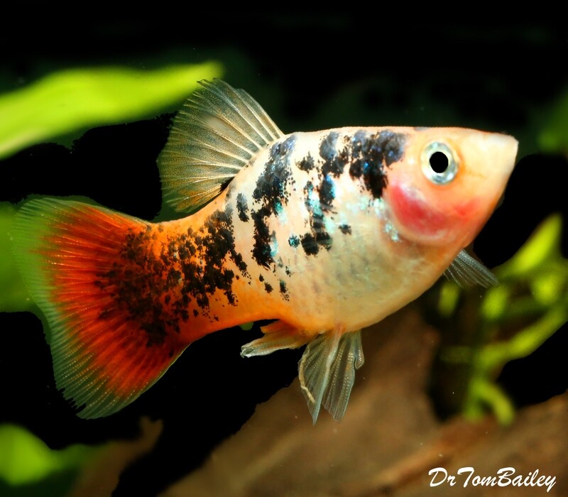 Premium Rare Tri-Colored Platy