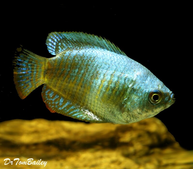 Premium FEMALE Young Neon Blue Dwarf Gourami