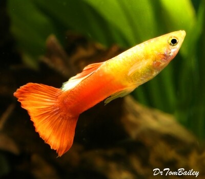 Premium MALE Red Flamingo Fancy Guppy