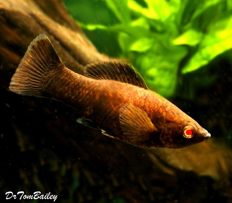 Premium, Rare, FEMALE Red Eye Dark Cocoa Sailfin Molly