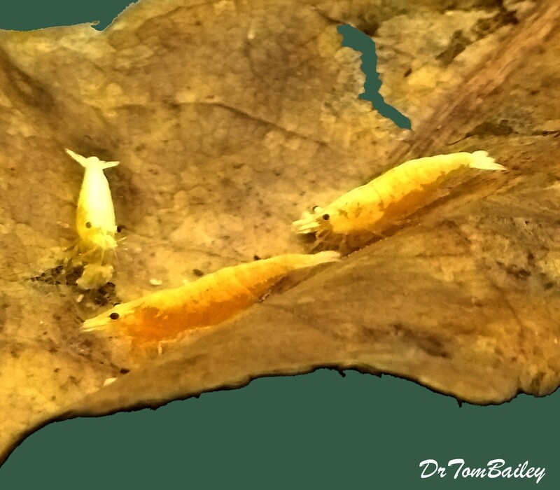 Premium, New, Orange Pumpkin Shrimp