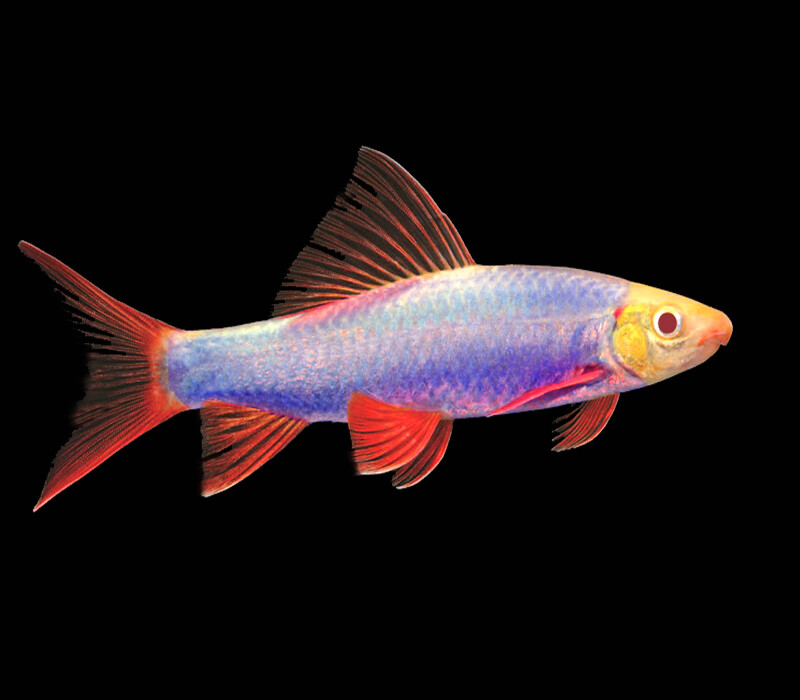 Premium Cosmic Blue GloFish Rainbow Shark