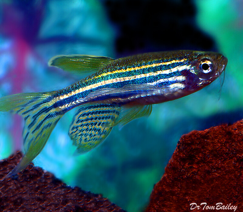 Premium Longfin Zebra Danio
