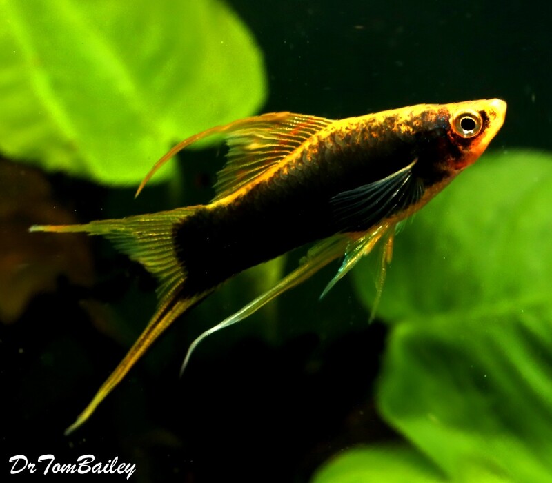Premium, Rare, New, Black Lyretail Swordtail