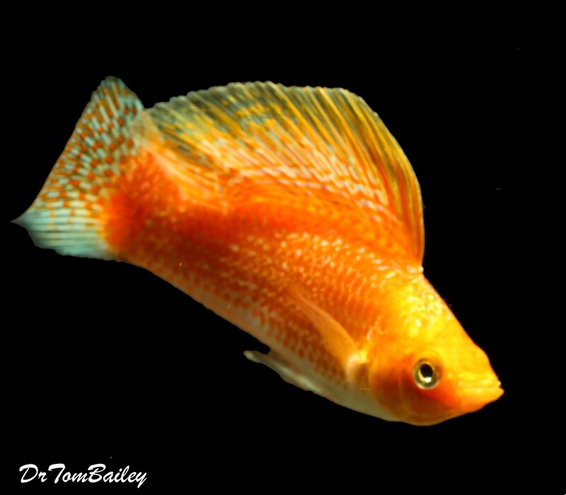 Premium MALE Creamsicle Sailfin Molly